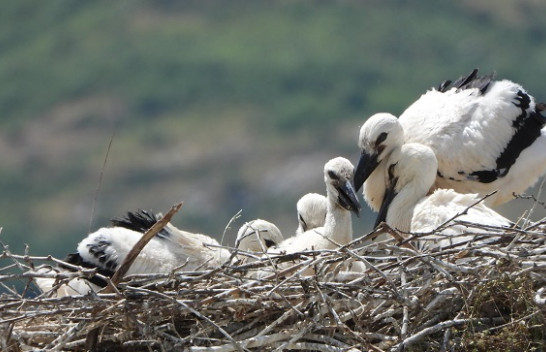 Pesë zogj lejleku të çelur në folenë e famshme të Gjirokastrës