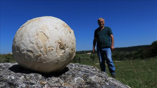 Ngjarje e pazakontë në Turqi: Gjendet kërpudha gjigante 5 kilogramësh