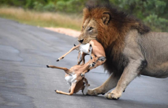 Momentet dramatike, luani me fat kërkon të hajë shtatë impala njëherësh [Foto]