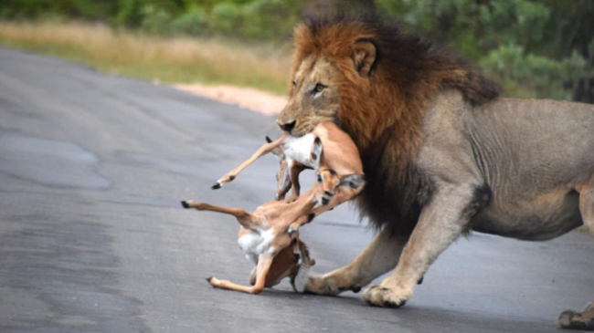 Momentet dramatike, luani me fat kërkon të hajë shtatë impala njëherësh [Foto]