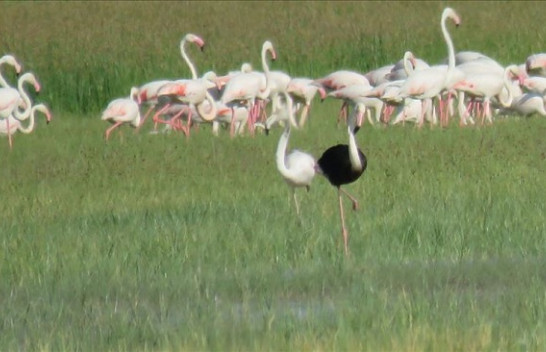 Fenomen i rrallë në Turqi, shfaqet flamingo e zezë