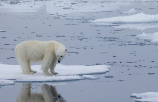 Ngrohja globale: Arinjtë polarë mund të zhduken deri në vitin 2100