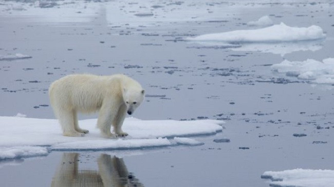 Ngrohja globale: Arinjtë polarë mund të zhduken deri në vitin 2100