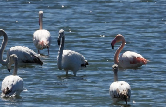 Rritet popullata e flamingove në peizazhin e mbrojtur Vjosë-Nartë