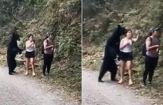 Moment i pabesueshëm/ Të bësh ‘Selfie’ me ariun [Video]