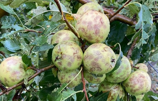 E dhimbshme/ Breshëri shkatërron të mbjellat bujqësore në fshatin Gurrakoc të Istogut