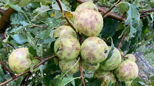 E dhimbshme/ Breshëri shkatërron të mbjellat bujqësore në fshatin Gurrakoc të Istogut