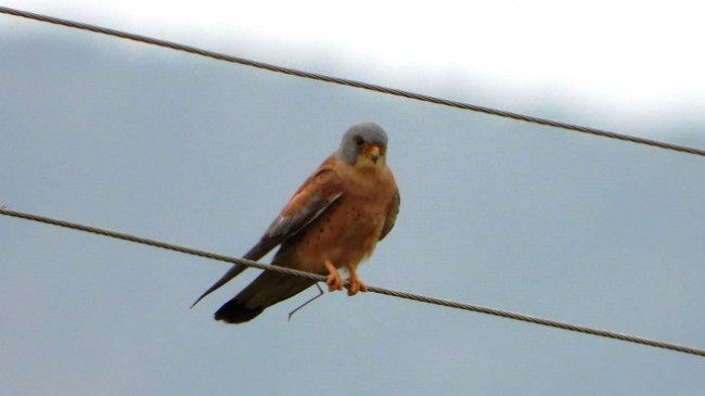 Gjendet vendgrumbullimi i parë i skifterit kthetraverdhë në Shqipërinë veriore