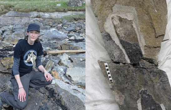 Shkencëtarja del për vrap në plazh, rastisë në fosilet e një dinozauri