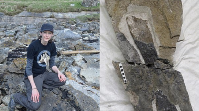 Shkencëtarja del për vrap në plazh, rastisë në fosilet e një dinozauri