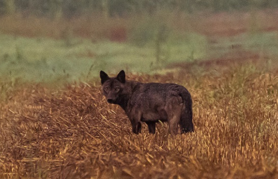 Fotografi Arian Mavriqi kap pamje të rralla të ujkonjës së zezë në Kamenicë