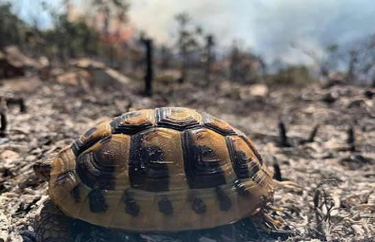 Përfshihet nga flakët zona e Karaburunit, në Vlorë