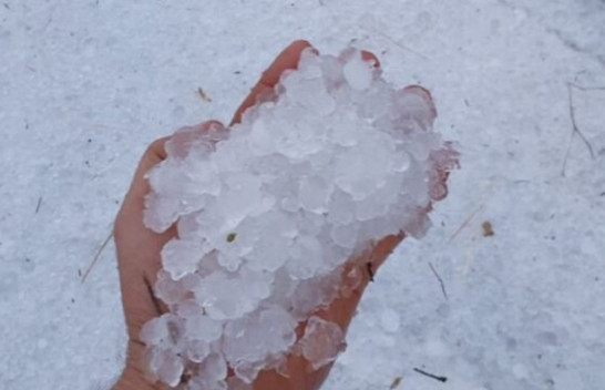 Bie breshër sa një top ping-pongu [Foto]