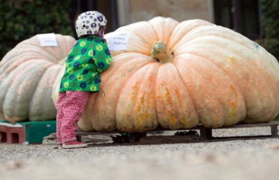 Kungulli 702 kilogramë thyen rekordin shtetëror në Gjermani [Foto]