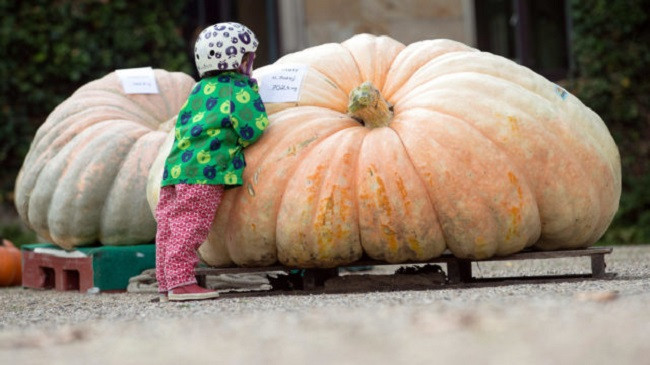Kungulli 702 kilogramë thyen rekordin shtetëror në Gjermani [Foto]