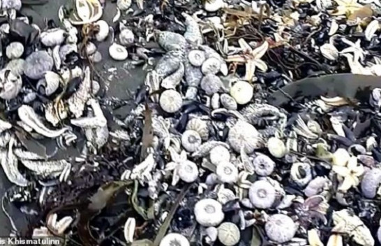 Katastrofë ekologjike në plazhin me rërë të zezë në Rusi