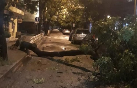 Shtrëngata me erë e shi rrëzojnë pemët në Tiranë [Foto]