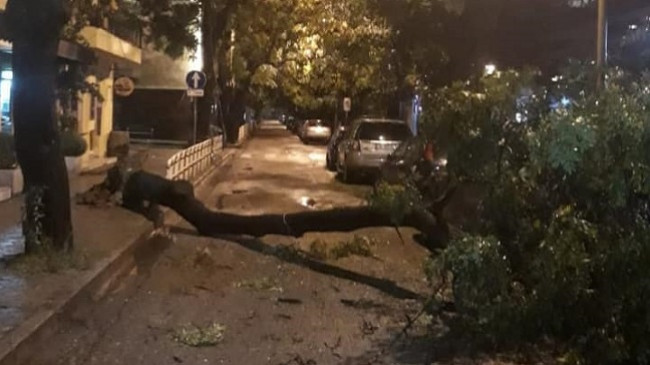Shtrëngata me erë e shi rrëzojnë pemët në Tiranë [Foto]