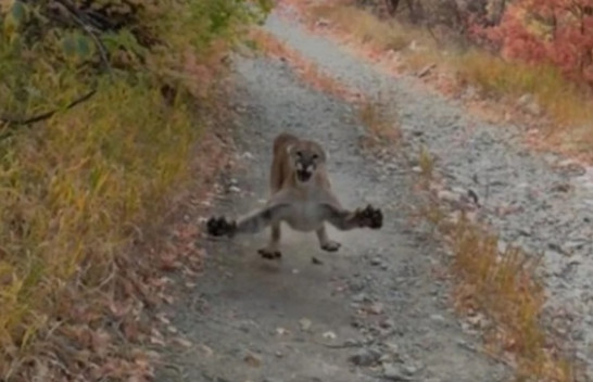 Momente tmerri/ Po filmonte këlyshët e saj, i riu sulmohet nga Puma [Video]