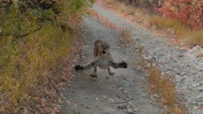 Momente tmerri/ Po filmonte këlyshët e saj, i riu sulmohet nga Puma [Video]