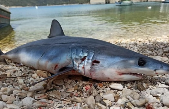 Peshkaqenët në Shqipëri të rrezikuar nga aktiviteti njerëzor