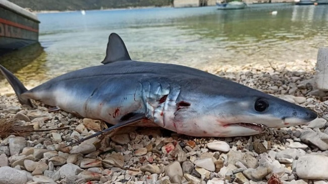 Peshkaqenët në Shqipëri të rrezikuar nga aktiviteti njerëzor