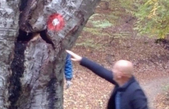 Komuna e Prishtinës demanton lajmin e prerjes së drunjve në Gërmi