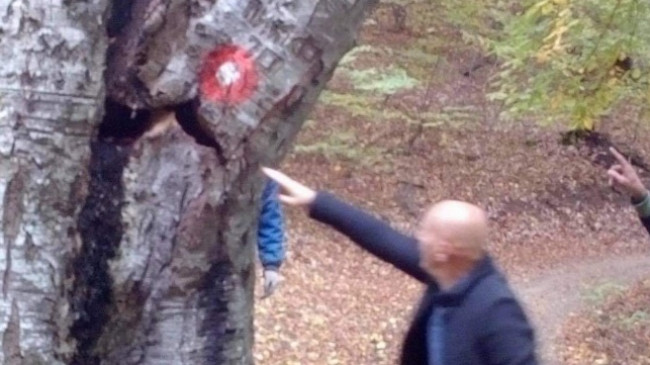 Komuna e Prishtinës demanton lajmin e prerjes së drunjve në Gërmi