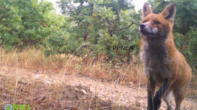 Pamje mahnitëse/ Kamerat kurth fotografojnë kafshët e egra në Parkun e Prespës