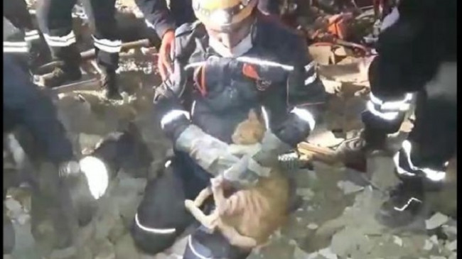Shpëtohet macja nga rrënojat e tërmetit në Turqi