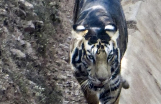 Fotografohet tigri i rrallë me ngjyrë të zezë