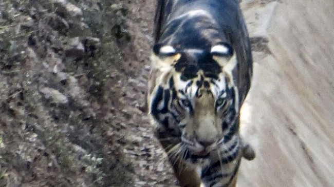 Fotografohet tigri i rrallë me ngjyrë të zezë