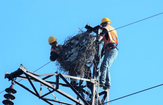 Një tjetër platformë folezuese për lejlekët në Shqipëri