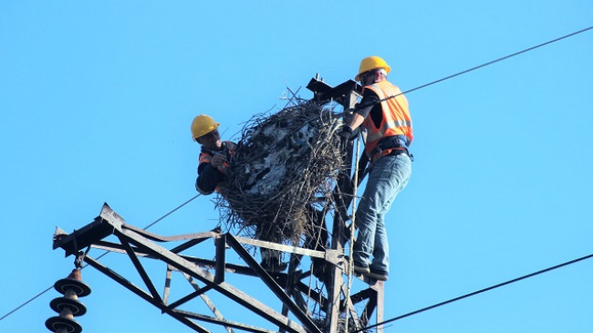 Një tjetër platformë folezuese për lejlekët në Shqipëri