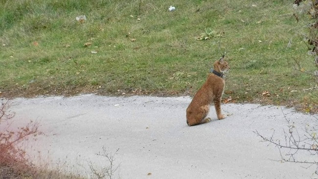 Fotografohet rrëqebulli në Mavrovë të Maqedonisë [Foto]