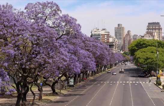 Mahnitëse: Rrugët e Buenos Aires zbukurohen me ngjyrat e pemës Jacaranda