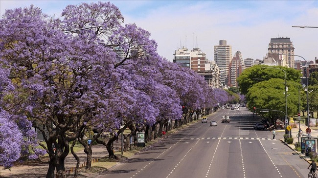 Mahnitëse: Rrugët e Buenos Aires zbukurohen me ngjyrat e pemës Jacaranda