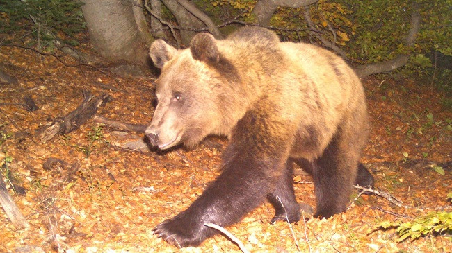 Lugina e Lumit të Gashit: Parajsa e pyjeve të ahut me një larmishmëri jete të egër [Foto]