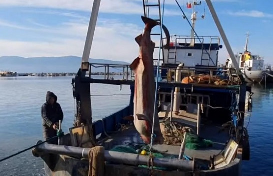Bie në rrjetën e peshkatarëve peshkaqeni 6 metra i gjatë, peshon deri 600 kilogramë