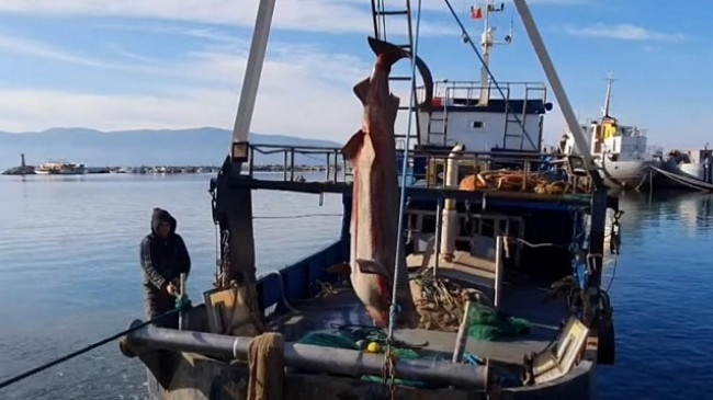 Bie në rrjetën e peshkatarëve peshkaqeni 6 metra i gjatë, peshon deri 600 kilogramë