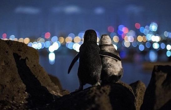 Fotografia e dy pinguinëve duke ngushëlluar njëri-tjetrin zgjidhet më e mira për vitin 2020