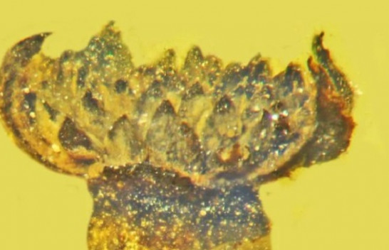 Zbulohet një lule e çelur në epokën e dinosaurëve