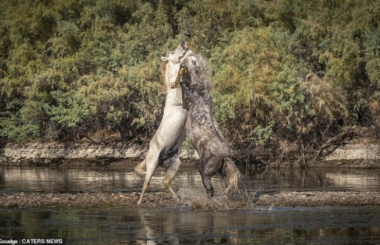 Beteja për territor mes dy hamshorëve [Foto]