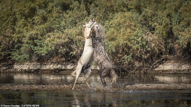 Beteja për territor mes dy hamshorëve [Foto]