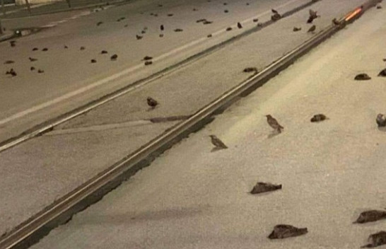 Qindra zogj ngordhin pas fishekzjarrëve të Vitit të Ri në Romë