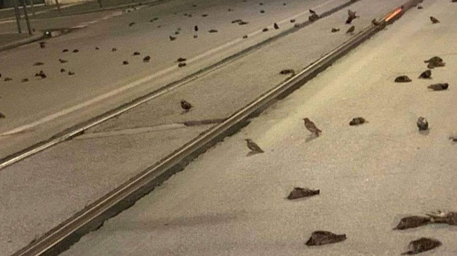 Qindra zogj ngordhin pas fishekzjarrëve të Vitit të Ri në Romë