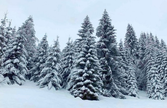 'Brrrrrrrr!': Vishuni trashë, acari siberik përfshin Kosovën