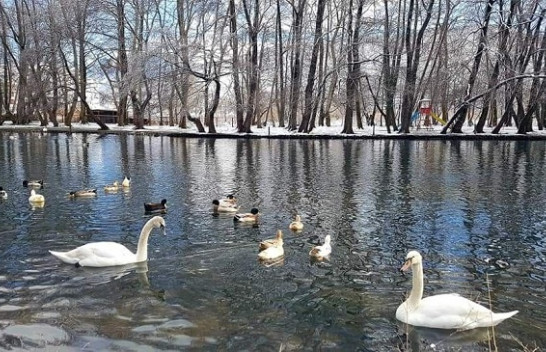 Parku i Drilonit mbulohet nga bora, merr pamje të mrekullueshme