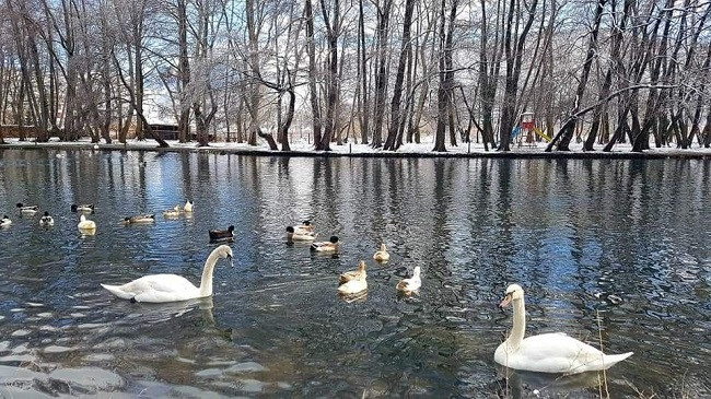 Parku i Drilonit mbulohet nga bora, merr pamje të mrekullueshme