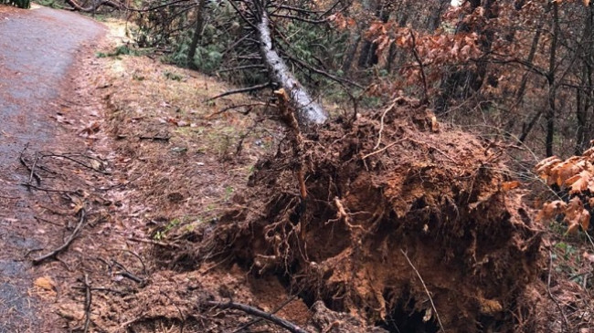 Era rrëzon pishat në parkun rekreativ në Sllatinë të Fushë Kosovës [Foto]